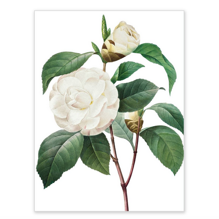 Boxed notecards - white blossoms